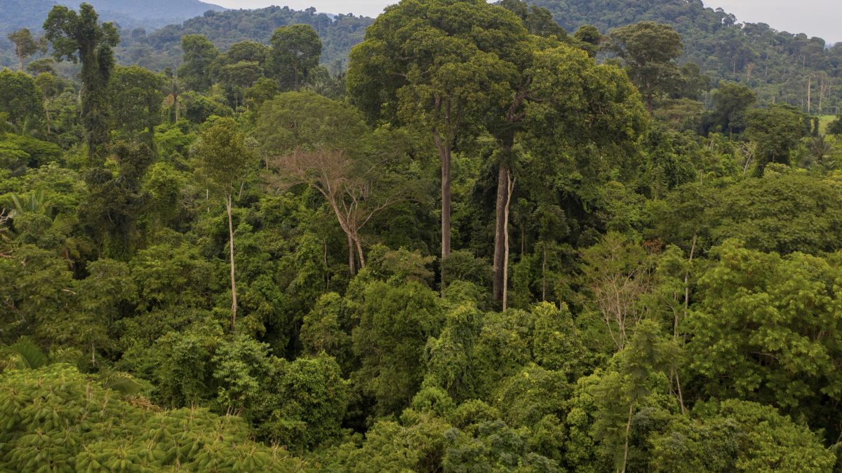 Pesquisadores fazem mapeamento do DNA da Amazônia na região de Carajás