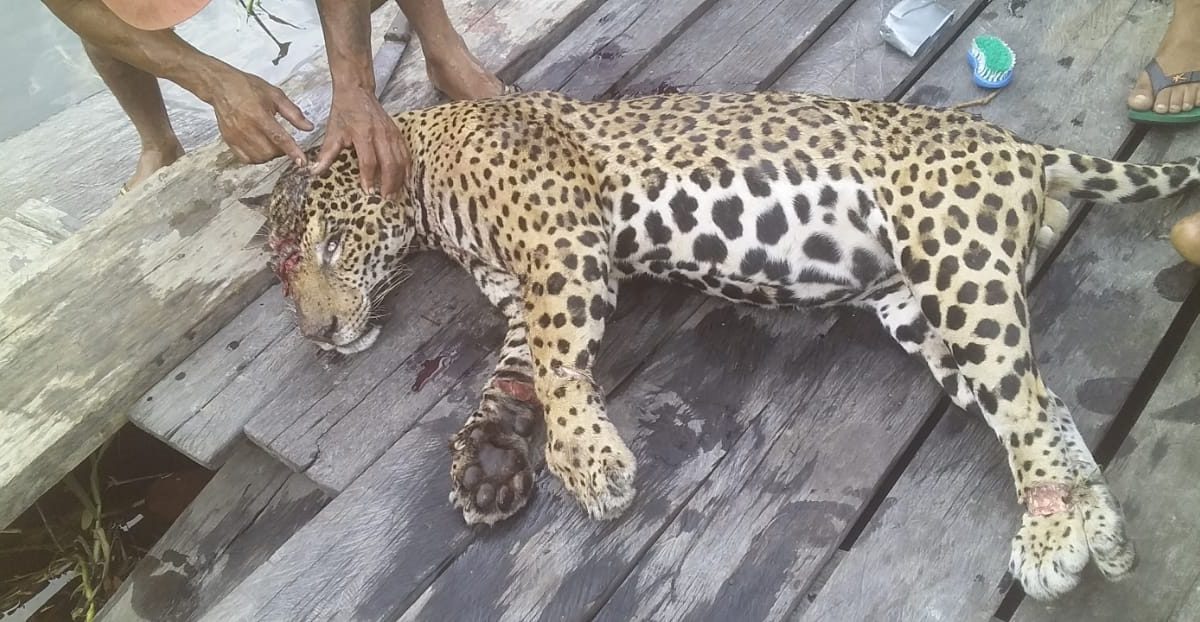 Onça ataca idoso no Pará e ele luta com animal para viver