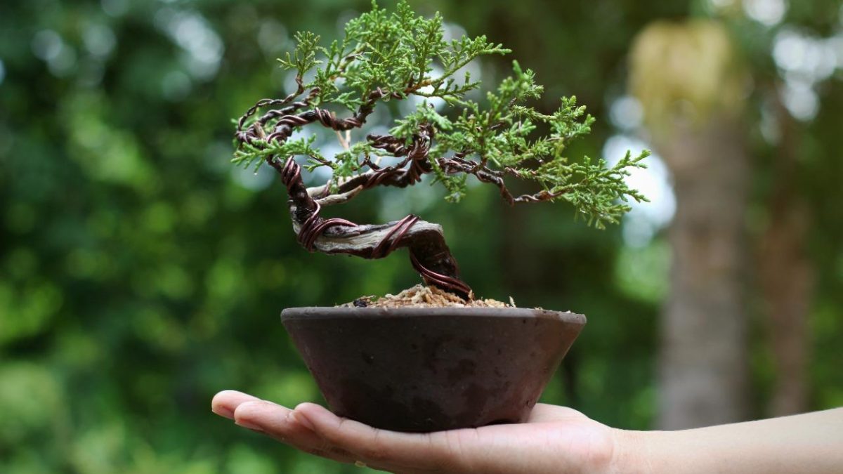 Exposição de bonsai é lançada no Partage Parauapebas