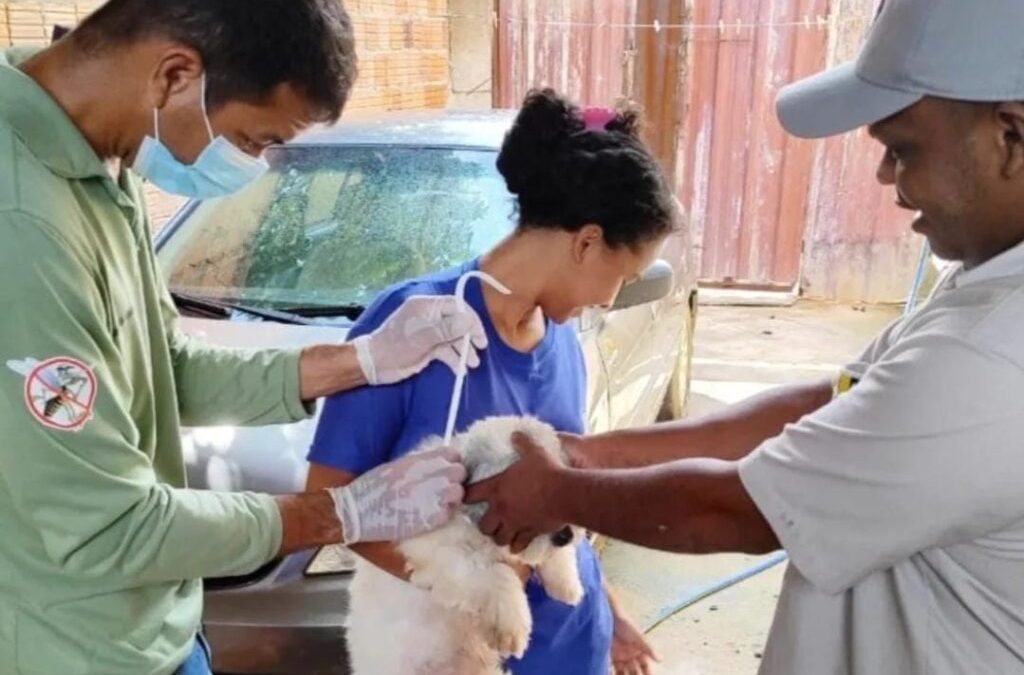 Proteção contra Leishmaniose Visceral em Parauapebas: mais de 700 cães encoleirados